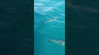 Wild Dolphins in the Black Sea! 🐬 | Lucky Encounter #shorts