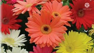 Download Lagu varungal varungal vanathu megangalea/hd 1080p high quality dts sound effect audio MP3