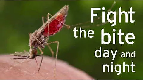 Do dengue mosquitoes bite at night?