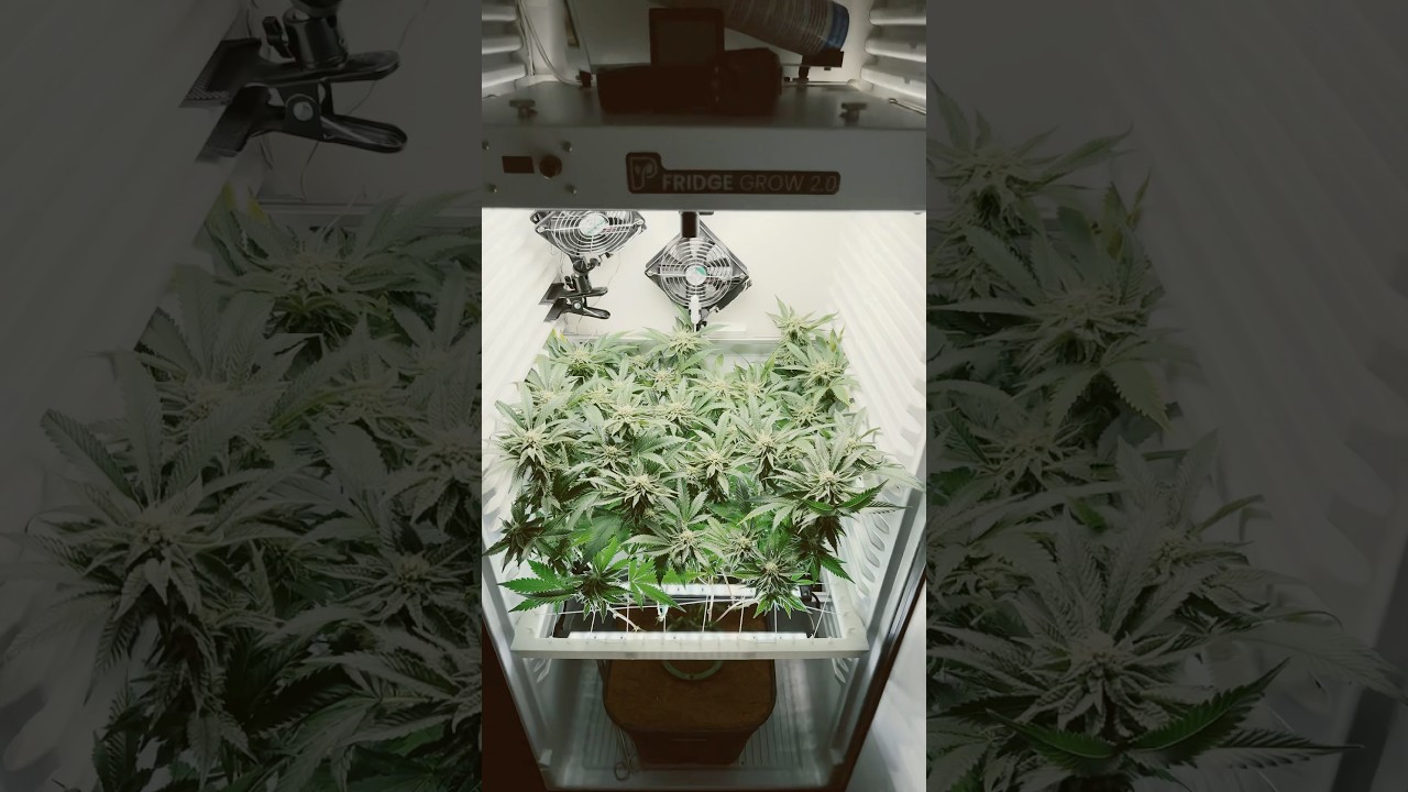 BT #32 - ICE CREAM CAKE 🥦 Fridge Grow 2.0 