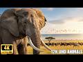 4K African Wildlife: Serene Serengeti Moments - Peaceful Music &amp; Wildlife
