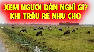 Cảm nghĩ của các nông hộ nuôi Trâu thời điểm giá Trâu rẻ như cho