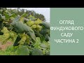 Фундуковий сад. Огляд горіха. Частина 2.