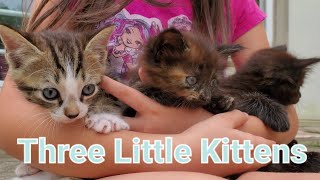 Three Little Kittenscutest Little Kittens