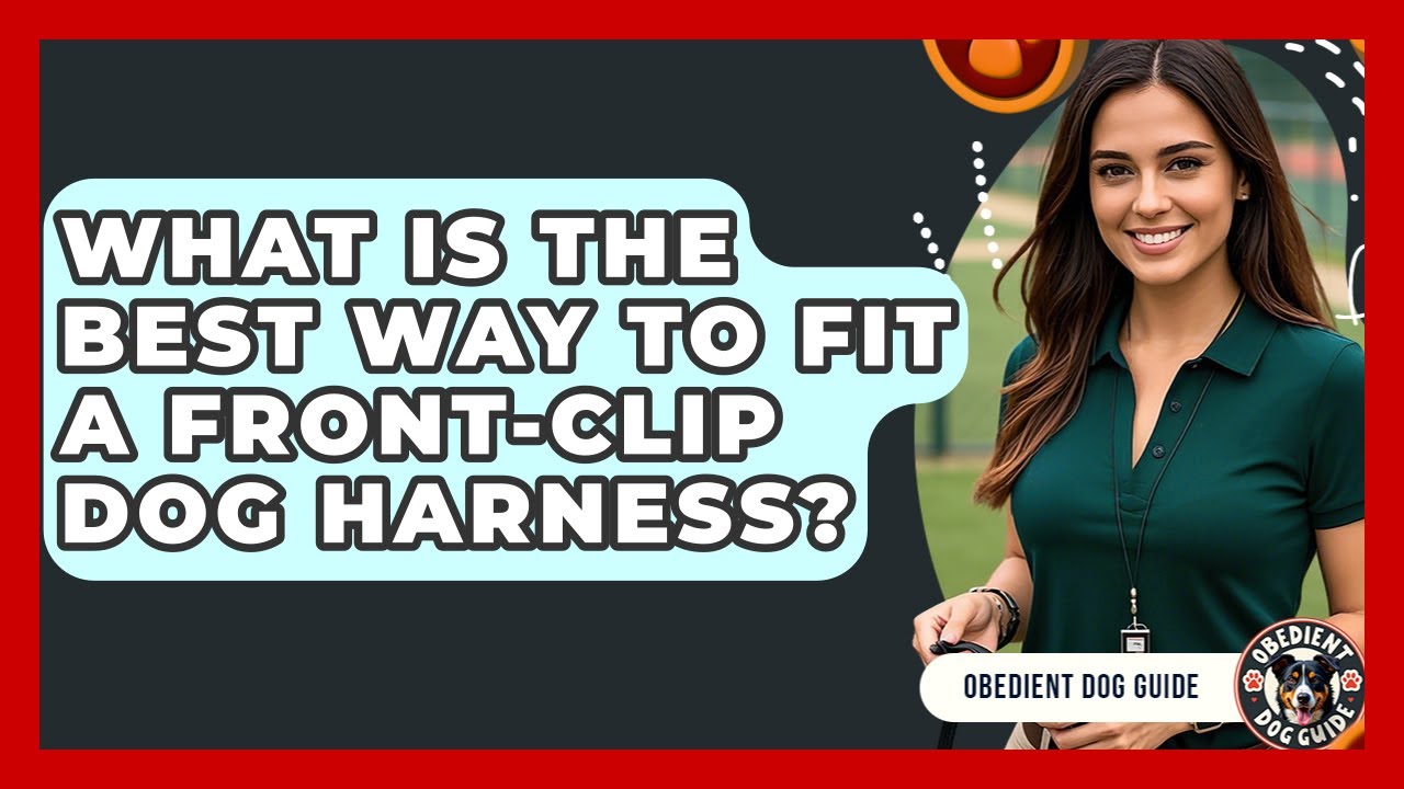 What Is The Best Way To Fit A Front-clip Dog Harness? - Obedient Dog Guide