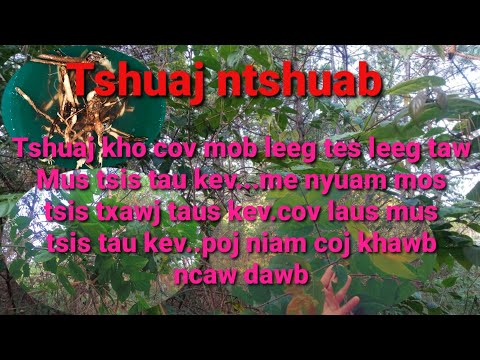 Video: "Kuv Tau Mus Kho, Tab Sis Cov Lus Qhia Tsis Pab Kuv" Lossis Tus Kws Kho Mob Nkees Nkees