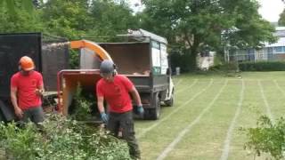 Tree Monkey Tree Services
