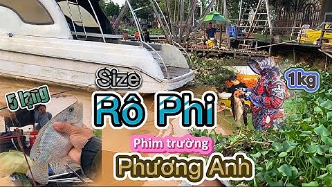 Chiêm Ngưỡng Rô Phi Khủng Size 1kg Tại Điểm Câu Phim Trường Phương Anh, Câu Cá Rô Phi ✅ HUY HAY HÊN