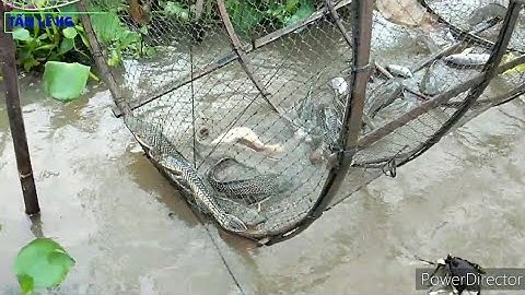 3| cảnh thăm lợp khổng lồ gặp cá lạ , miền tây quê tui thật yên bình -fishing