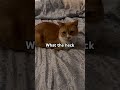 What the heck (pt 59) #trending #trend #trendingshorts #cat #funny #viral #cute #fyp #music #sound