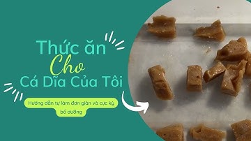 Thức Ăn Cho Cá Dĩa Của Tôi, Hướng Dẫn Tự Làm Đơn Giản Và Cực Kỳ Bổ Dưỡng | Xima Chao