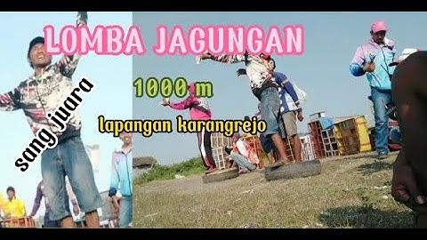 lomba jagungan merpati balap 1000 m lap karangrejo manyar