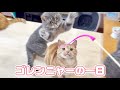 ねこもふ戦隊ゴレンニャーの一日に密着してみたら...