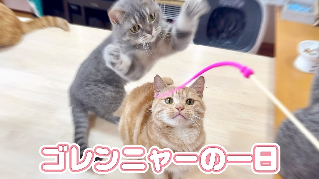 ねこもふ戦隊ゴレンニャーの一日に密着してみたら...