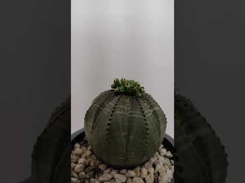 Video: Euphorbia Obesitas (16 Foto): Deskripsi Dan Perawatan Euphorbia Obesa Di Rumah