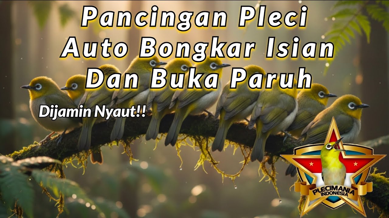 Pancingan Pleci Terbaru 2026 : Dijamin Nyaut Agar Lebih Cepat Buka Paruh