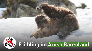 #arosafriday - Frühlingsgefühle im Arosa Bärenland | VIER PFOTEN