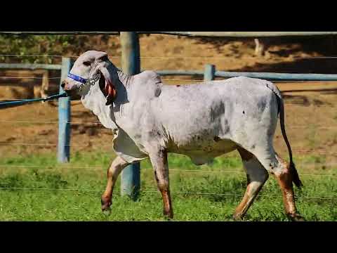 LOTE 35   GALE 682