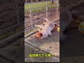勝ちそうな時にあるある状態、、#面白い #ネタ #shorts #あるある