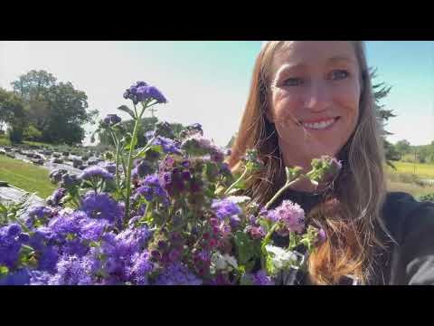Video: Floarea Ageratum: descriere, caracteristici ale cultivării în câmp deschis