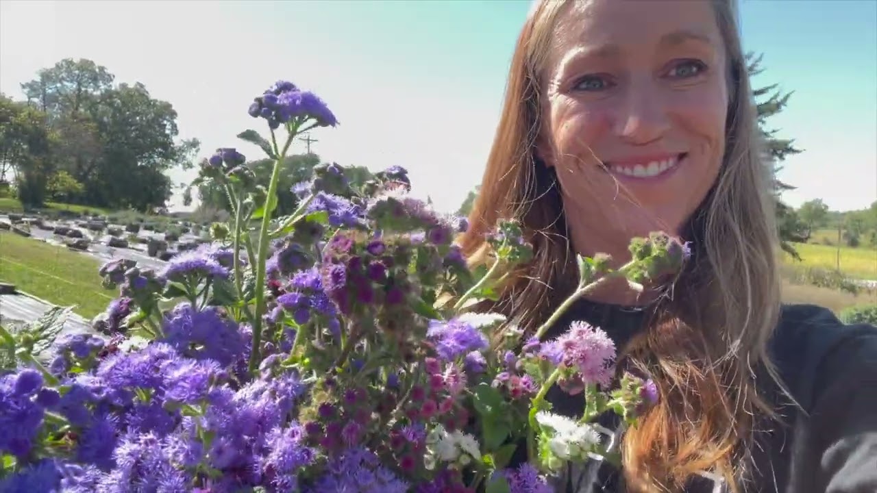 Ageratum from Seed, Growing, Harvesting, & Flower Arrangements + Will This New Tech Help My Videos?