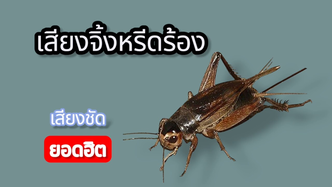 เสียงจิ้งหรีด#เสียงจิ้งหรีด#เสียงธรรมชาติ#ASMRธรรมชาติ#เสียงป่า#ผ่อนคลาย#นอนหลับสบาย#คลายเครียด