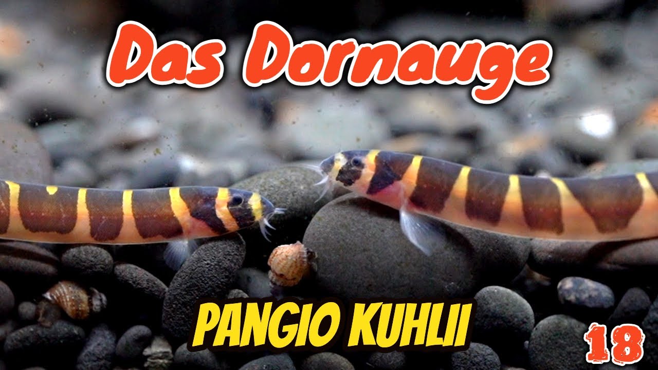 Das gebänderte Dornauge - Pangio kuhlii | ADVENTdicted! Adventskalender | Türchen 18