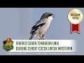 Suara Tembakan Unik Burung Cendet Gacor Cocok Untuk Masteran