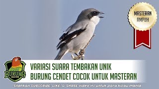 Suara Tembakan Unik Burung Cendet Gacor Cocok Untuk Masteran