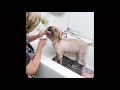 Grumpy dog grooming by KMDOG (Handlings Difficult dog)神犬グルーミング/中島かおる