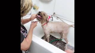 Grumpy dog grooming by KMDOG (Handlings Difficult dog)神犬グルーミング/中島かおる