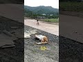 キュ一トなオス猫😽