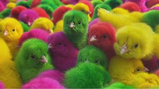 Catch Millions Of Cute Chickens, Animals Toys, Colorful Chickens, Rainbow Chickens,Cats,Cute Animals