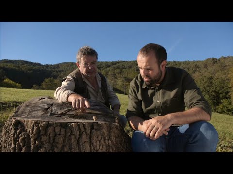 Vídeo: Increïble Creació De La Natura: Llangardaix Vivípar