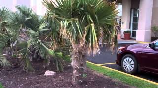 Virginia beach (hardy palms) 5 -