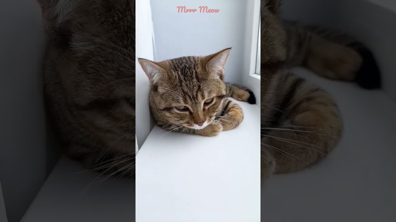 💗 Kitten Mimi lies on the windowsill 💗