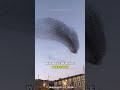 Why Thousands Of Birds Swarm In Sync