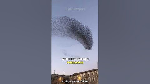 Why Thousands Of Birds Swarm In Sync