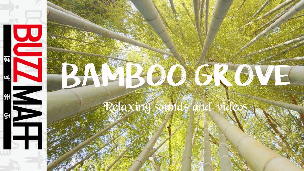 茨城県常総市の竹林（Bamboo grove in Joso city, Ibaraki）～Relaxing sounds and videos～