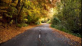Leaf Falling Video Footage screenshot 5