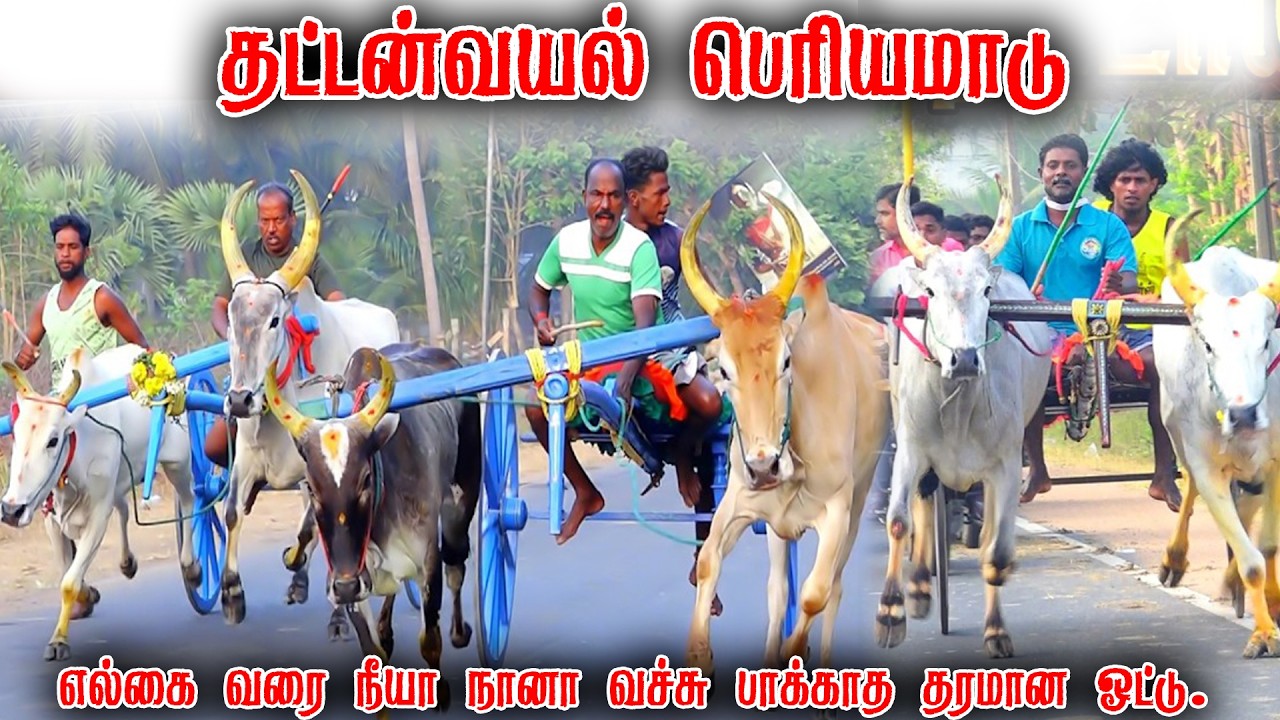 தட்டன்வயல் பெரியமாடு பந்தயம் 03-03-2026