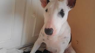 Cachorros De Bullshire, Bull Terrier-Yorkshire