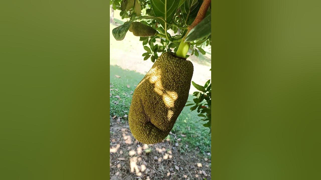 ye konsa Fruit 🍓 hai Cement kar ke btao YouTube