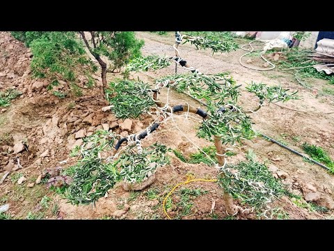 Video Cách làm cây tùng la hán bonsai, kỹ thuật bonsai cơ... - youtube