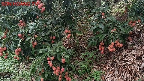 vải thiều lục ngạn  vườn vải u hồng chín muộn nhất biển động lục ngạn