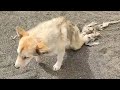 Young mans inspiring bicycle trip with a disabled stray dog