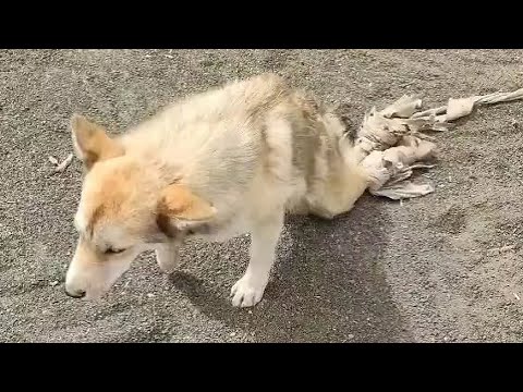 Vídeo: 3 maneres de formar un husky siberian