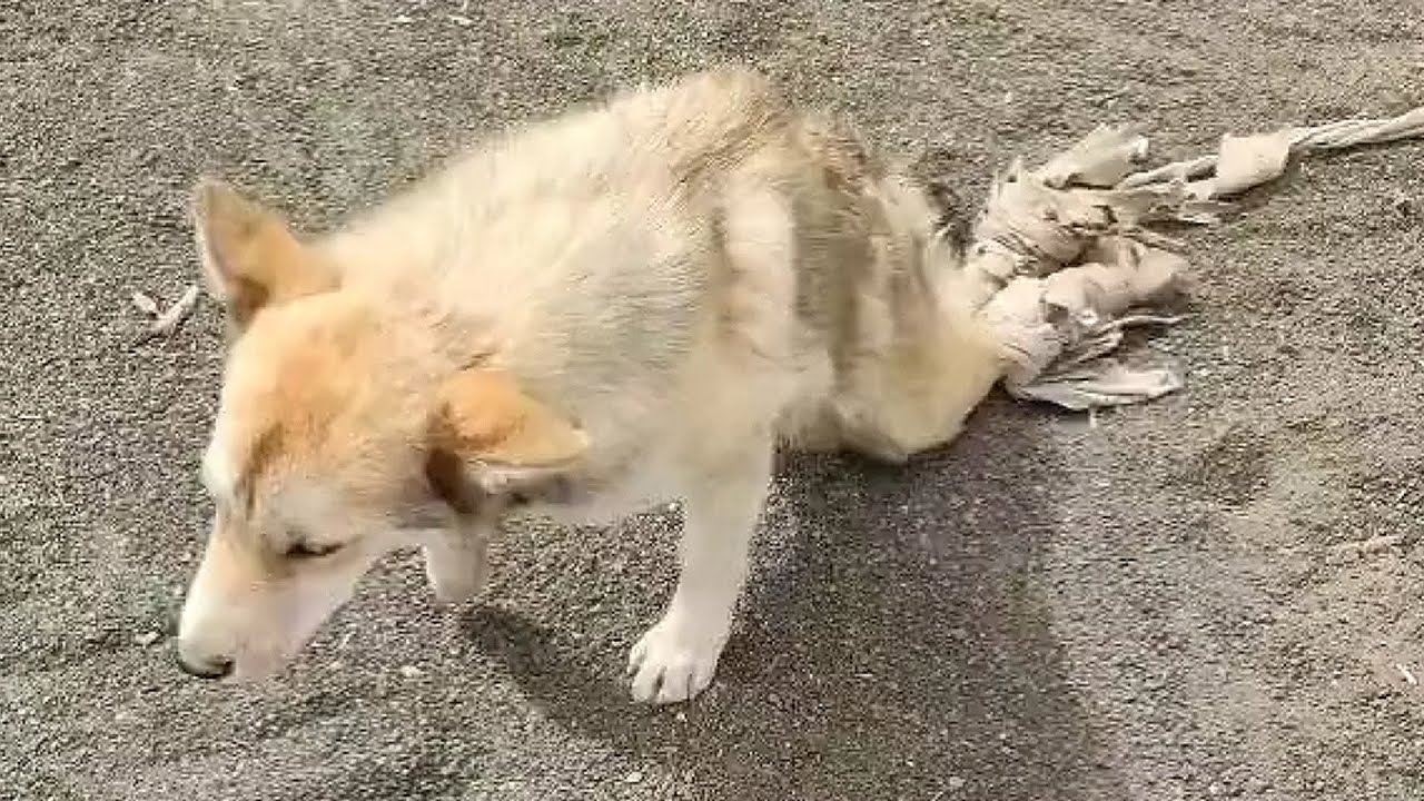 Вдохновляющая велосипедная поездка молодого человека с бреной -инвалидами