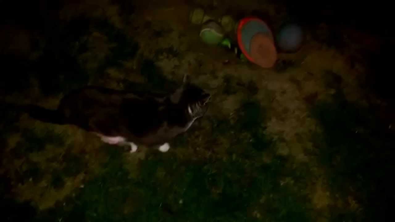 Nature Spirits...Elementals