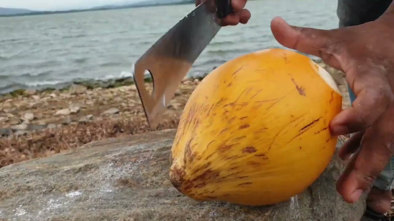 Beautifull Natural Place And Natural Sounds. Best King Coconut Cutting Skill. KingCoconut. Cutting